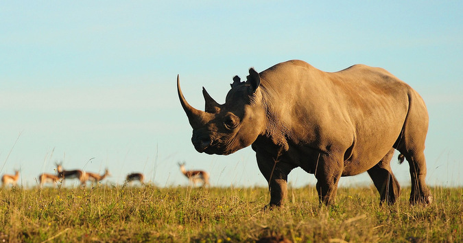 One for the bucket list: Photographic wildlife safari - Africa Geographic