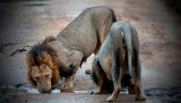 why-do-male-lions-form-coalitions-africa-geographic