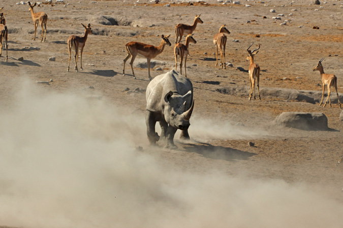 rhino-etosha-namibia