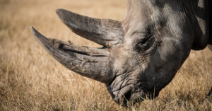 rhino horn, rhino, wildlife