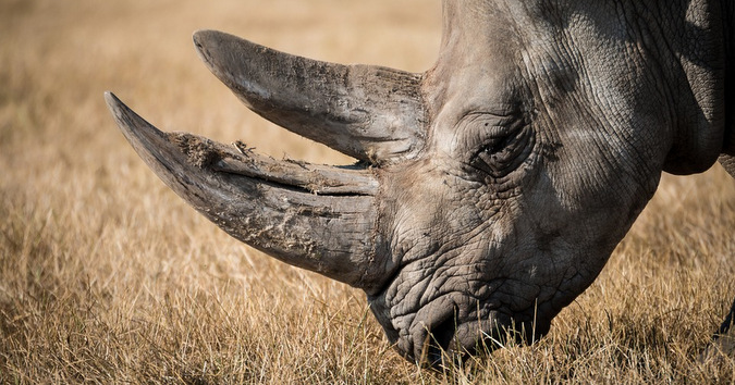 rhino horn, rhino, wildlife