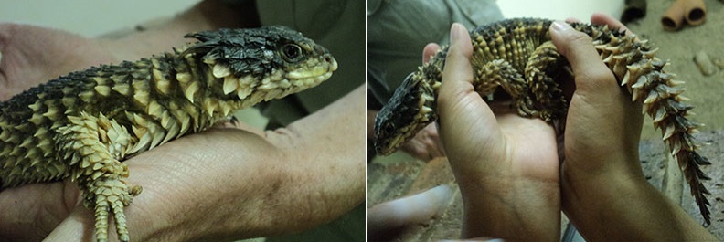sungazer lizard, reptile