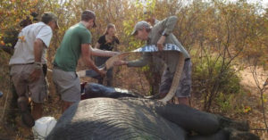 Fitting a collar to a wild elephant in Kavango Zambezi Transfrontier Conservation Area in Zambia