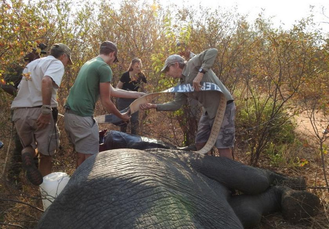 Fitting a collar to a wild elephant in Kavango Zambezi Transfrontier Conservation Area in Zambia