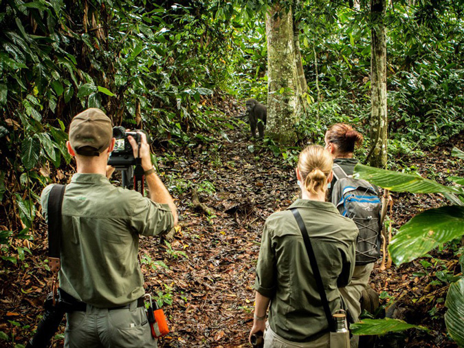 lowland gorillas, primate, safari, Odzala-Kokoua National Park, Congo