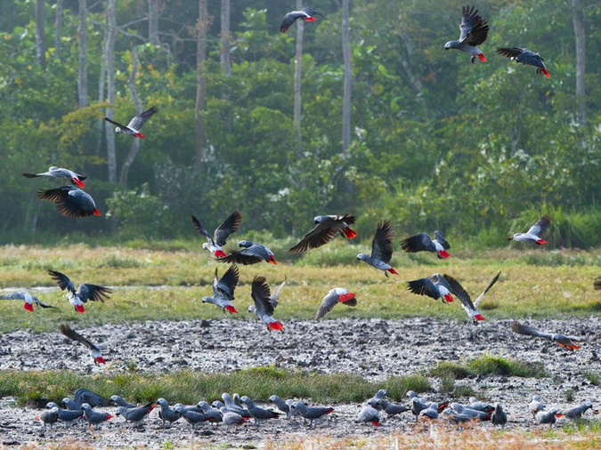 Grey parrots, bird, Odzala-Kakoua National Park, Congo © Odzala