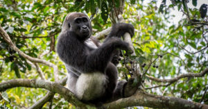 A silverback western lowland gorilla relaxes in the trees in Odzala-Kakoua National Park, Congo