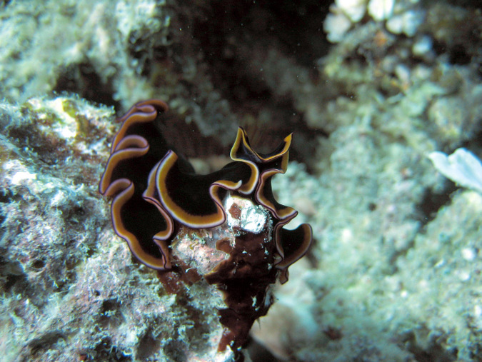 marine flatworm, polyclad, ocean, Mafia Island Marine Park, Tanzania