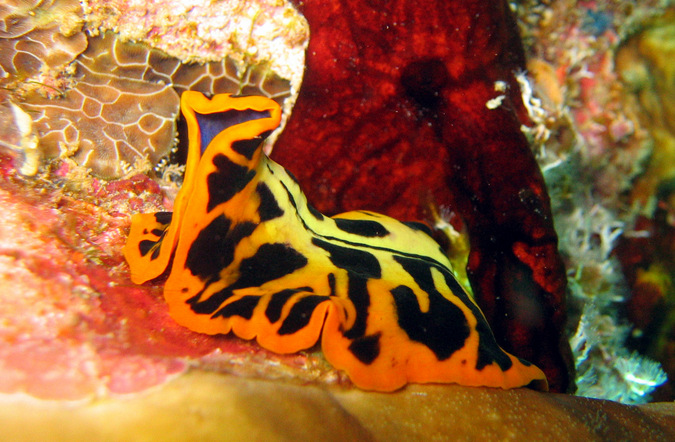 marine flatworm, polyclad, ocean, Mafia Island Marine Park, Tanzania