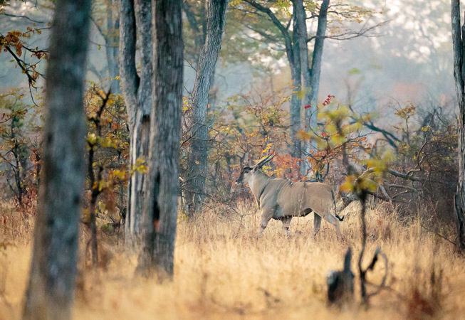 photographic safari, wildlife photography, Nsefu Sector, South Luangwa National Park, Zambia