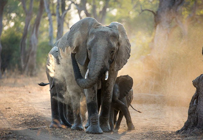 elephant, photographic safari, wildlife photography, Nsefu Sector, South Luangwa National Park, Zambia