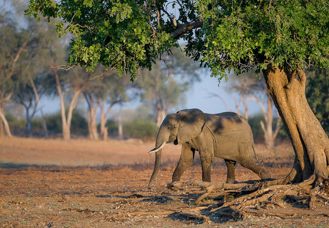 elephant, photographic safari, wildlife photography, Nsefu Sector, South Luangwa National Park, Zambia