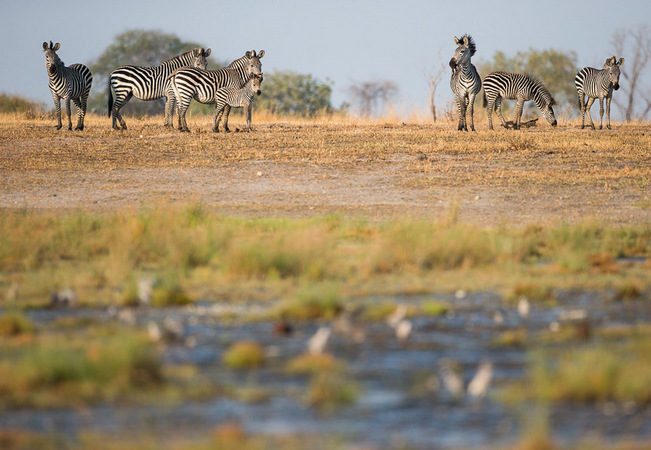 zebra, photographic safari, wildlife photography, Nsefu Sector, South Luangwa National Park, Zambia