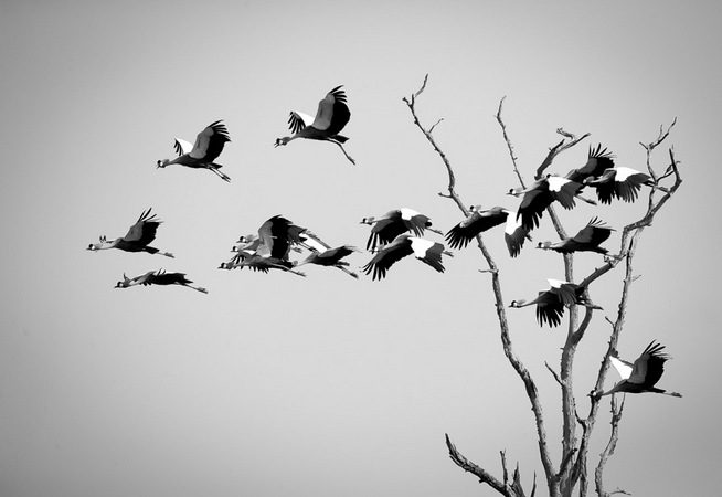 bird, photographic safari, wildlife photography, Nsefu Sector, South Luangwa National Park, Zambia