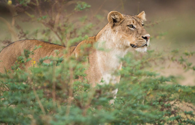 lion, photographic safari, wildlife photography, Nsefu Sector, South Luangwa National Park, Zambia