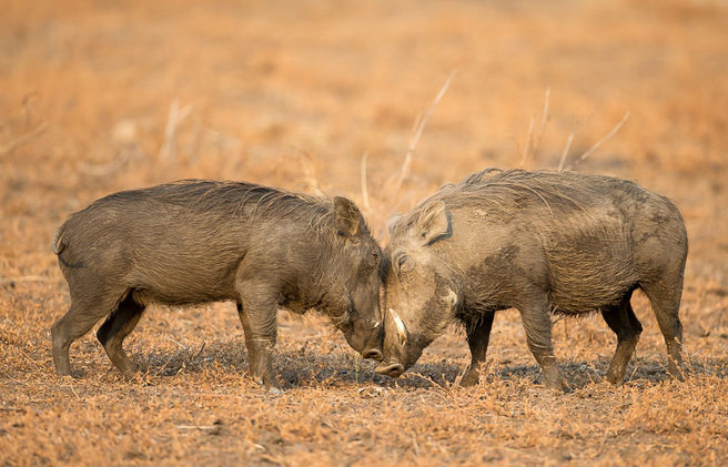 warthog, photographic safari, wildlife photography, Nsefu Sector, South Luangwa National Park, Zambia