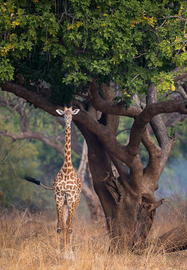 giraffe, photographic safari, wildlife photography, Nsefu Sector, South Luangwa National Park, Zambia