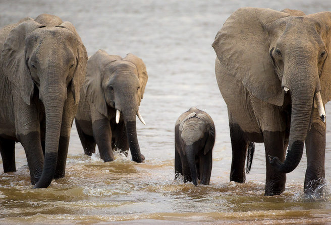 elephant, photographic safari, wildlife photography, Nsefu Sector, South Luangwa National Park, Zambia