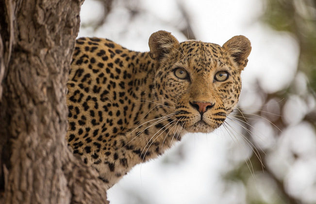 leopard, photographic safari, wildlife photography, Nsefu Sector, South Luangwa National Park, Zambia