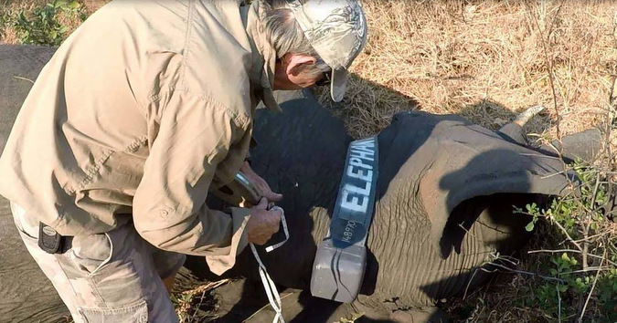 Checking a collar is attached properly on an elephant in Kavango Zambezi Transfrontier Conservation Area in Zambia