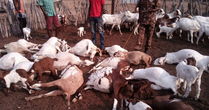 A number of goats dead after lions attacked