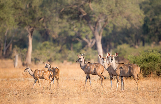 kudu, photographic safari, wildlife photography, Nsefu Sector, South Luangwa National Park, Zambia