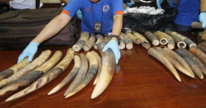 Seized ivory in Bangkok, Thailand