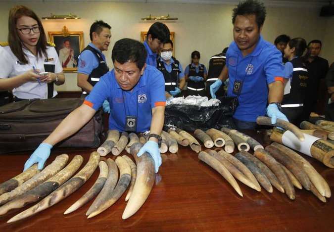  Seized ivory in Bangkok, Thailand