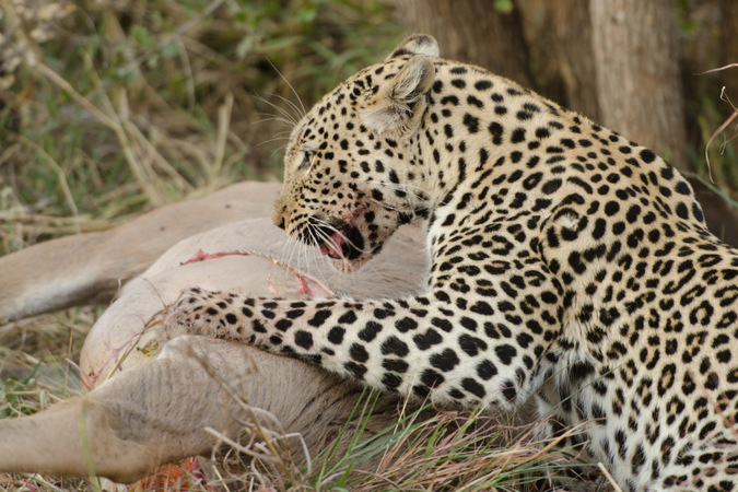 A leopard with its prey in the Okavango Delta, Botswana