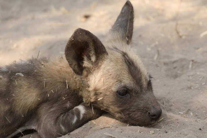 A young wild dog pup in the Okavango Delta, Botswana