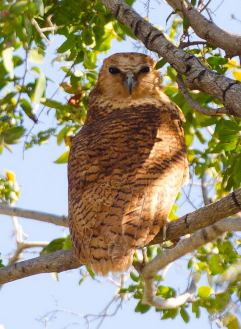 Pel's fishing owl peering down from a tree