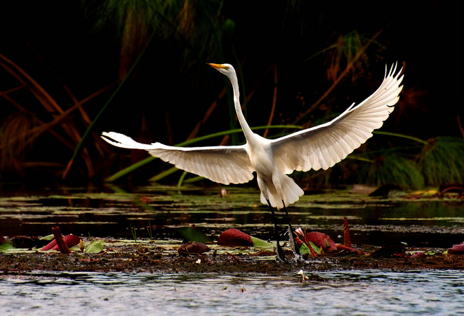 Birdlife in the Okavango Delta