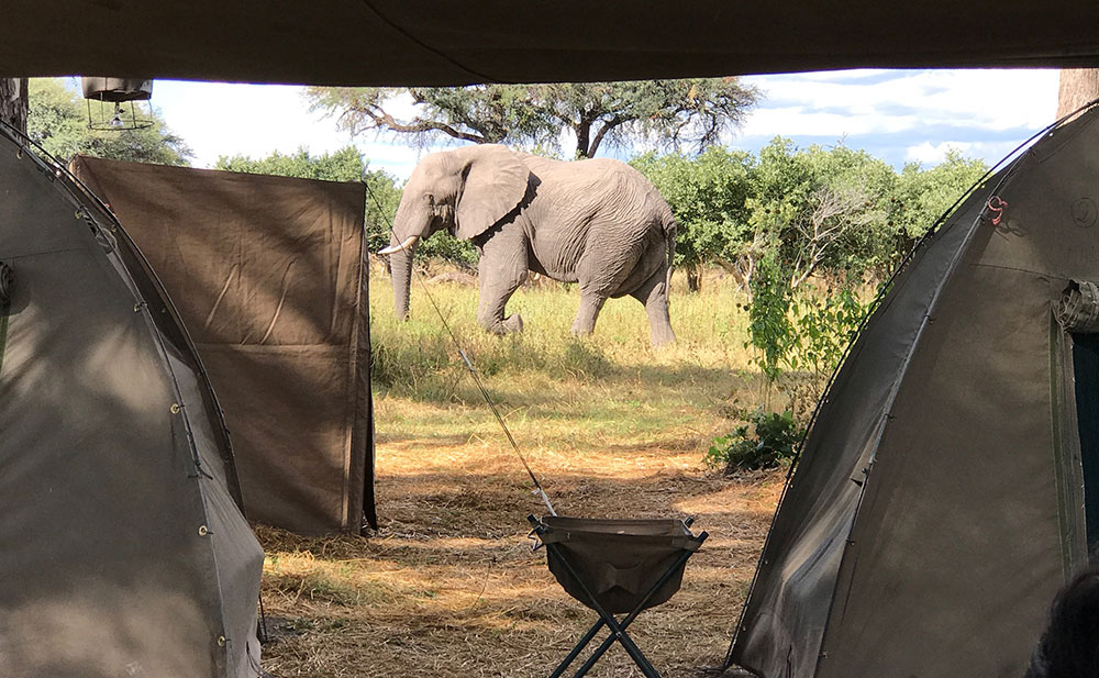 mobile tented camp, African safari, elephant, big 5 animal