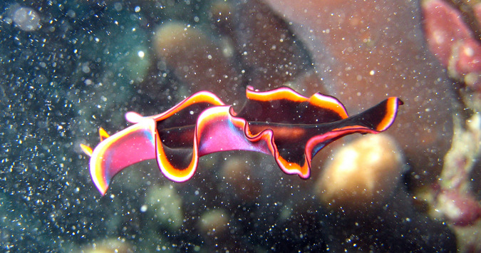 marine flatworm, polyclad, ocean, Mafia Island Marine Park, Tanzania