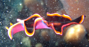 a vibrant marine flatworm in Mafia Island Marine Park, Tanzania