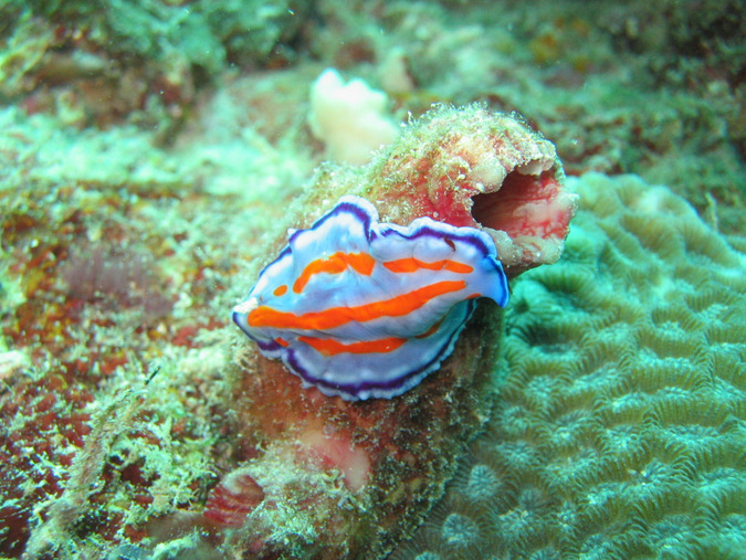 marine flatworm, polyclad, ocean, Mafia Island Marine Park, Tanzania