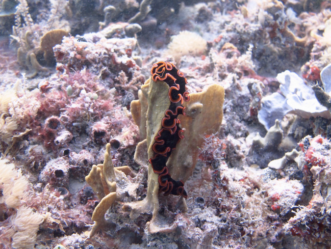 marine flatworm, polyclad, ocean, Mafia Island Marine Park, Tanzania