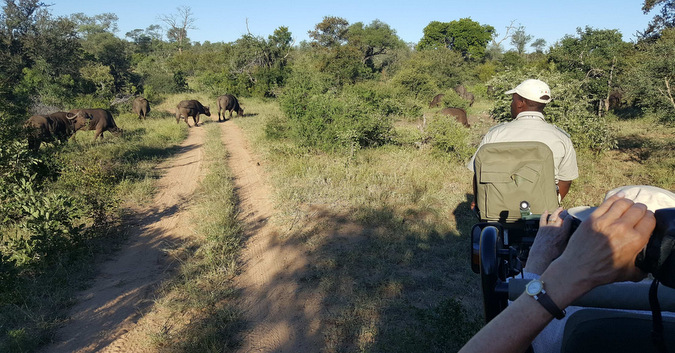 Viewing wildlife from a game drive vehicle