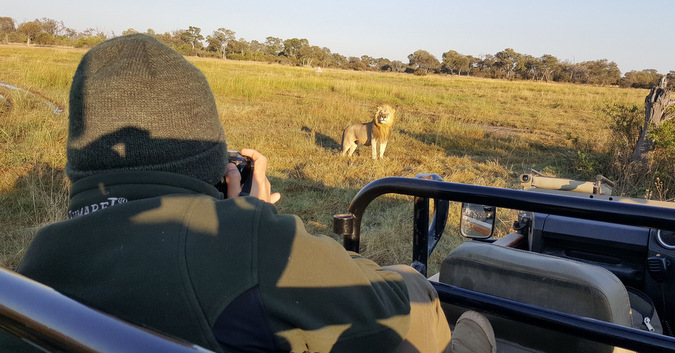 visitor taking a photo of a lion, wildlife, Botswana