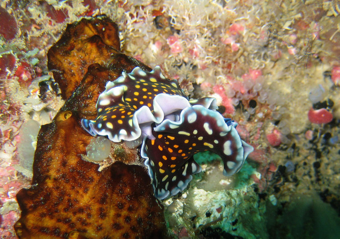 marine flatworm, polyclad, ocean, Mafia Island Marine Park, Tanzania