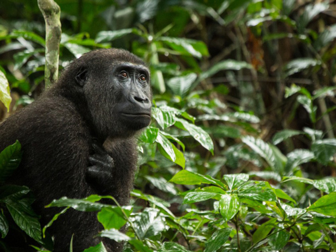 Western lowland gorilla, primate, safari, Odzala-Kakoua National Park, Congo