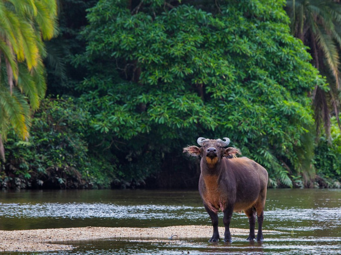 forest buffalo, wildlife, safari, Odzala-Kakoua National Park, Congo © Odzala