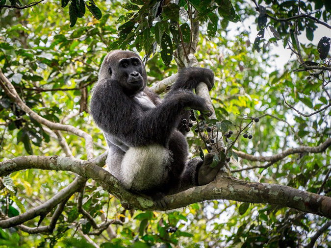 Silverback lowland gorilla, wildlife, primate, Odzala-Kakoua National Park, Congo