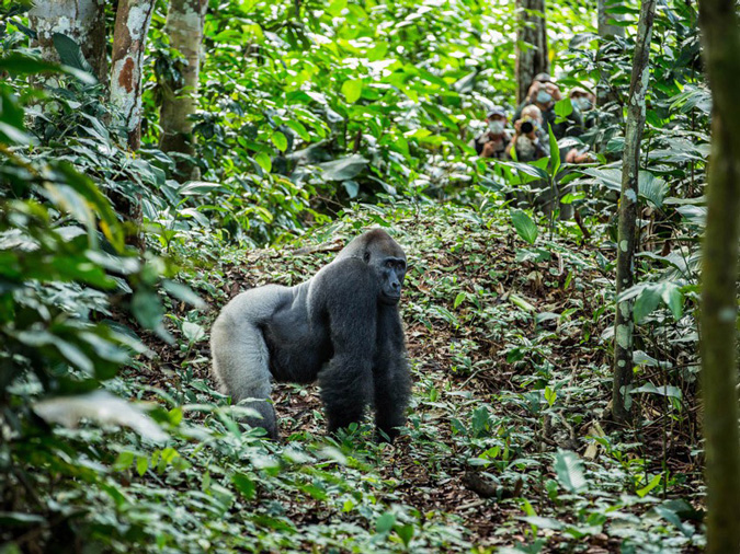 Silverback lowland gorilla, primate, wildlife, Odzala-Kokoua National Park, Congo