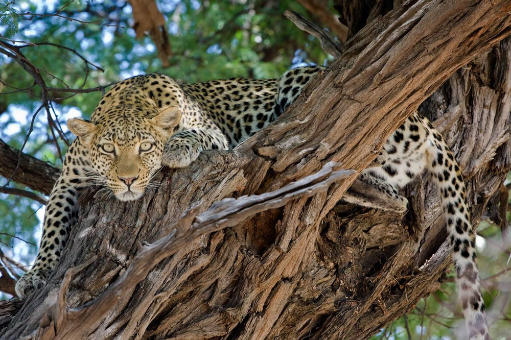 leopard in a tree, big cat, big 5 animal, African safari