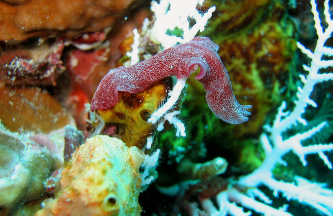 marine flatworm, polyclad, ocean, Mafia Island Marine Park, Tanzania