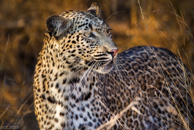 Celebrating big cats with our 2017 Photographer of the Year - Africa ...