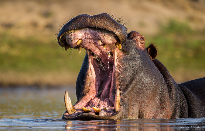 Celebrating Big Cats With Our 2017 Photographer Of The Year - Africa 