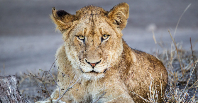 Celebrating big cats with our 2017 Photographer of the Year - Africa ...