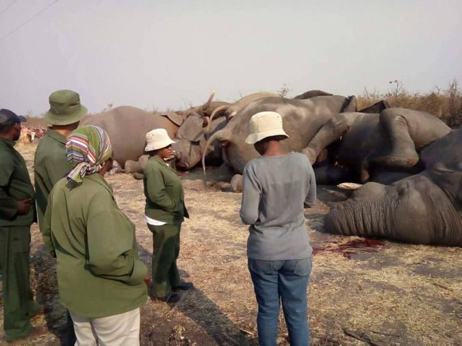 Elephants electrocuted Botswana